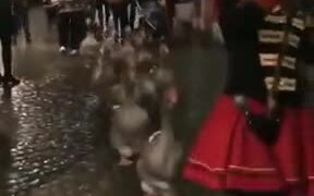 Parading Around Town With Geese! - Fun - VIDEOTIME.COM