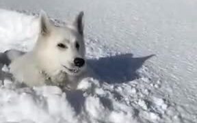 Doggo Really Loves Playing Around In The Snow - Animals - VIDEOTIME.COM