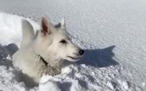 Doggo Really Loves Playing Around In The Snow - Animals - VIDEOTIME.COM