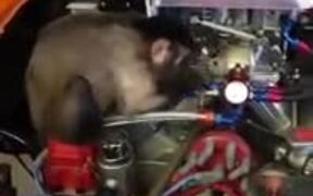When You Decide To Fix Your Car Yourself - Animals - VIDEOTIME.COM
