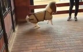 Tiny Baby Pony Runs Around The Barn