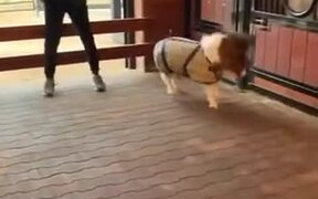 Tiny Baby Pony Runs Around The Barn - Animals - VIDEOTIME.COM