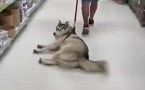 Husky Just Wants To Be Lazy