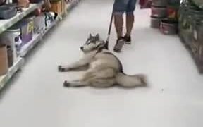 Husky Just Wants To Be Lazy
