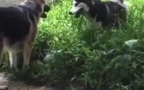 The Two Doggos Have Finally Met! - Animals - VIDEOTIME.COM