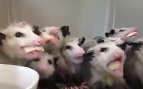 Opossums Eating Bananas - Animals - VIDEOTIME.COM