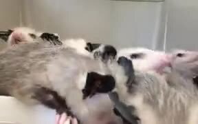 Opossums Eating Bananas - Animals - VIDEOTIME.COM