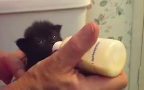 Little Kitten Is Very Hungry! - Animals - VIDEOTIME.COM