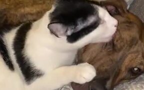 Cat And Pitbull Are The Best Of Friends - Animals - VIDEOTIME.COM