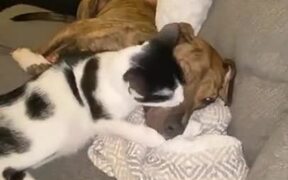 Cat And Pitbull Are The Best Of Friends - Animals - VIDEOTIME.COM