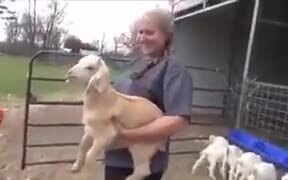 Human Baby And Baby Goat Share The Same Language! - Animals - VIDEOTIME.COM
