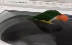 Birdie Intrigued By Washing Machine