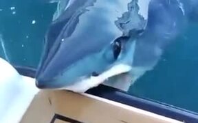 Mako Shark Quietly Nibbles On A Boat!