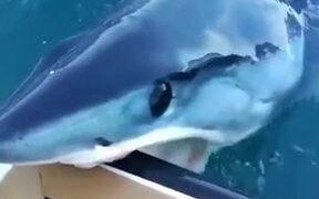 Mako Shark Quietly Nibbles On A Boat!