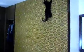 Cat Defies Gravity And Climbs On Wall