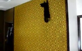 Cat Defies Gravity And Climbs On Wall - Animals - VIDEOTIME.COM