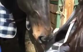 This Horse Loves Playing Around With Zippers