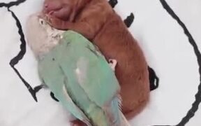 Cute Parrot Cuddles With Newborn Pup
