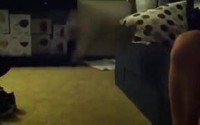 Little Puppy Jumps Off Couch