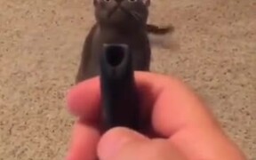 Here's A Cat Complaining About The Laser Pointer