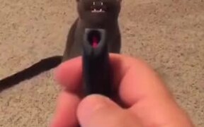 Here's A Cat Complaining About The Laser Pointer - Animals - VIDEOTIME.COM