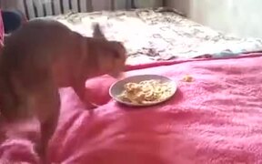 Doggo Not Ready To Share Food