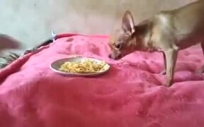 Doggo Not Ready To Share Food - Animals - VIDEOTIME.COM