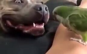 Dog And Bird Absolutely Love Each Other
