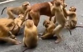 Doggo Gets A Spa Treatment From The Monkeys