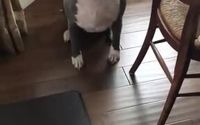 Doggo Really, Really Wants To Go Out For A Walk