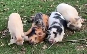 The Four Pigs And The Cat! - Animals - VIDEOTIME.COM