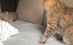 Catto Looks Like It's Already Done Being A Parent - Animals - VIDEOTIME.COM