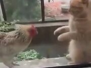 It's A Death Match Between Catto And The Hen