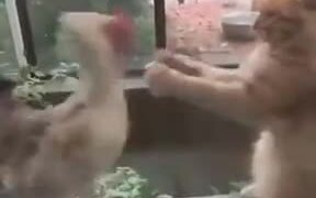 It's A Death Match Between Catto And The Hen - Animals - VIDEOTIME.COM