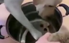 Dogs Know The Meaning Of Sacrifice And True Love - Animals - VIDEOTIME.COM