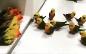 A Gang War, But Among Birdies! - Animals - VIDEOTIME.COM