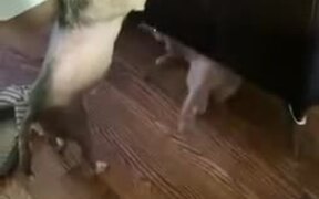 Catto Doing A Sneak Attack On Doggo! - Animals - VIDEOTIME.COM