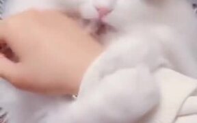 The Prettiest Catto Ever! - Animals - VIDEOTIME.COM