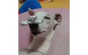 Doggo Playing With A Fidget Spinner - Animals - VIDEOTIME.COM