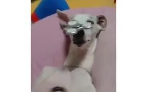 Doggo Playing With A Fidget Spinner