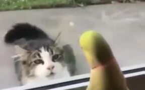 Birdie Plays Peekaboo With Catto - Animals - VIDEOTIME.COM