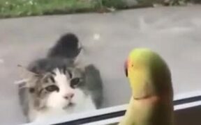Birdie Plays Peekaboo With Catto