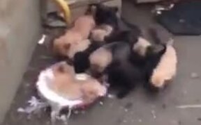 It's Food Fight For The Little Puppers!