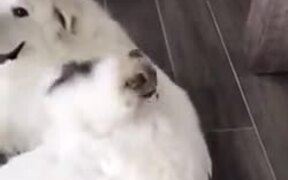 Big Doggo With Small Doggo - Animals - VIDEOTIME.COM