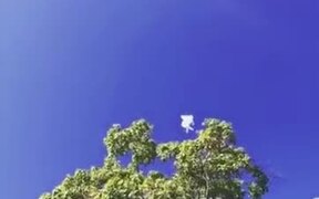 Flying Horses Don't Exist - Fun - VIDEOTIME.COM