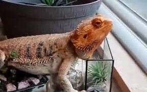 Keep A Reptile - Animals - VIDEOTIME.COM