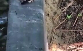 Frog Vs Defensive Beetle - Animals - VIDEOTIME.COM