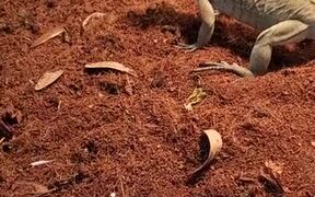 Pet Iguana Absolutely Loves Raspberry! - Animals - VIDEOTIME.COM