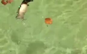 Penguin's Really Enjoying It's Swim!