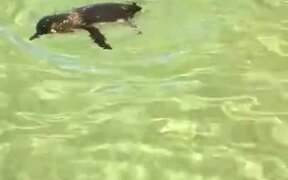Penguin's Really Enjoying It's Swim! - Animals - VIDEOTIME.COM